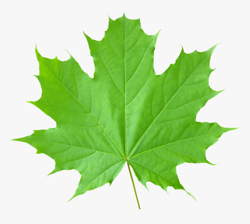 Green Leaf Png - Transparent Leaf Png, Png Download, Free Download