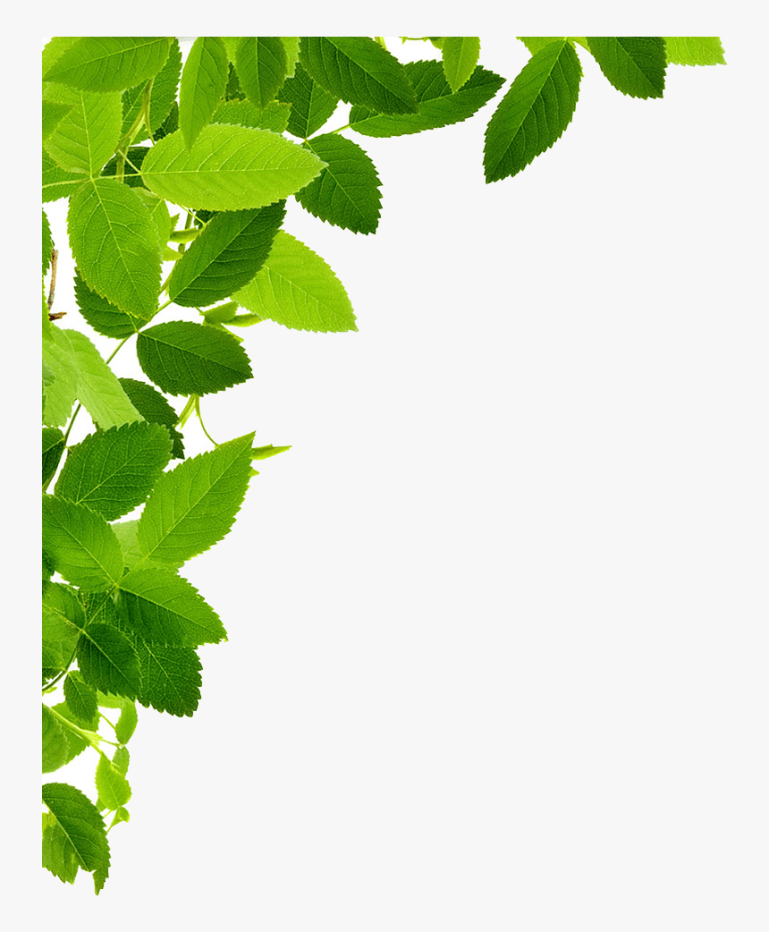 Leaves Left Corner - Transparent Leaves Png, Png Download, Free Download