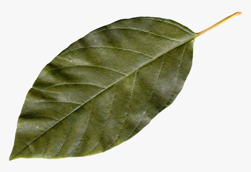 Autumn Leaves - Leaf Png, Transparent Png, Free Download