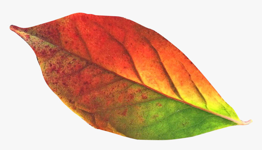 Autumn Leaf Png Transparent Image - Autumn Leaves Png Transparent, Png Download, Free Download