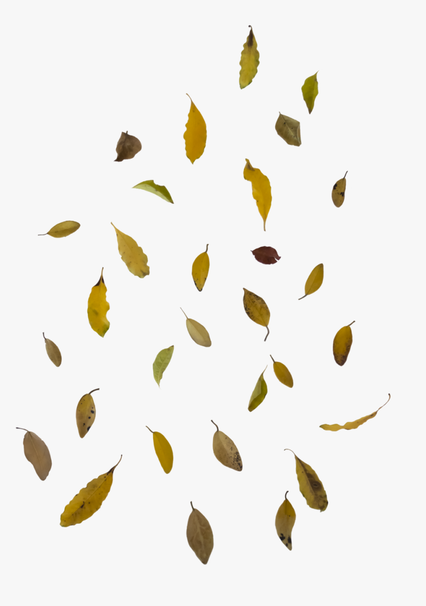 Falling Leaves Png Image - Real Falling Leaves Png, Transparent Png, Free Download