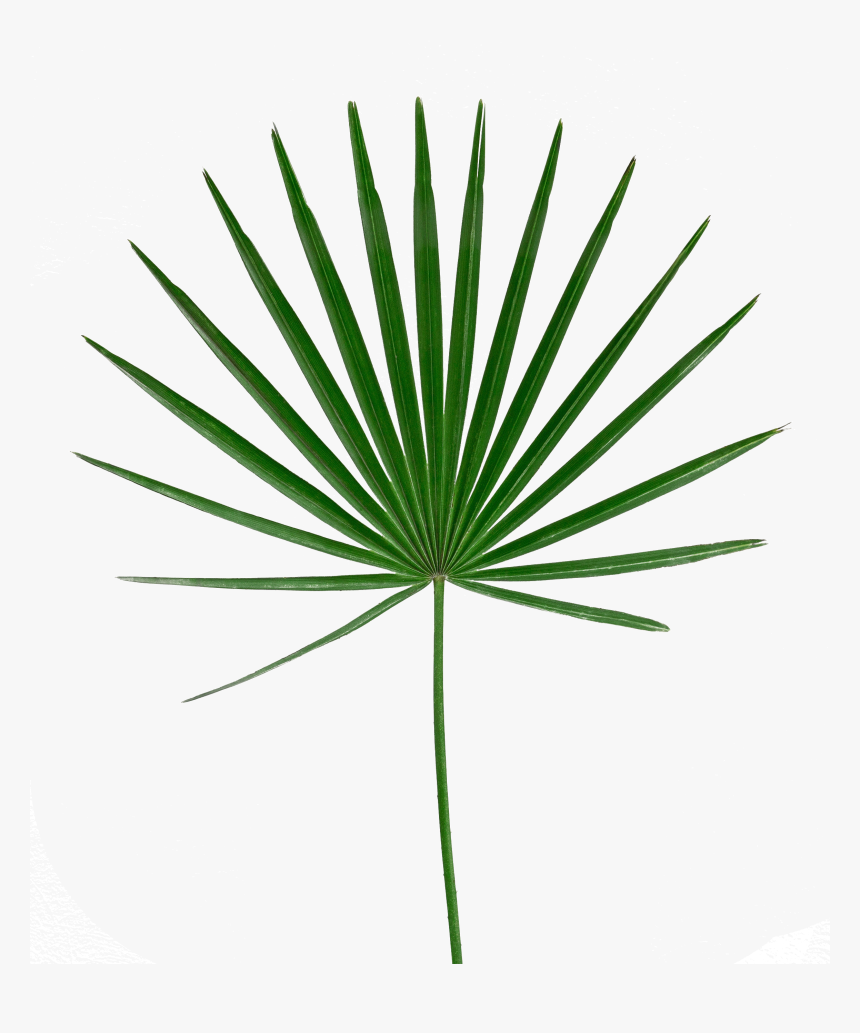 Palm Leaf Png - Transparent Palm Leaves Png, Png Download, Free Download