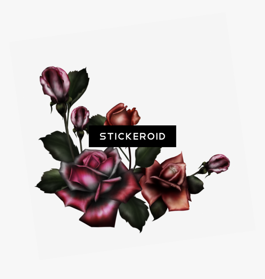 Gothic Rose Pic Flower - Gothic Rose Png, Transparent Png, Free Download