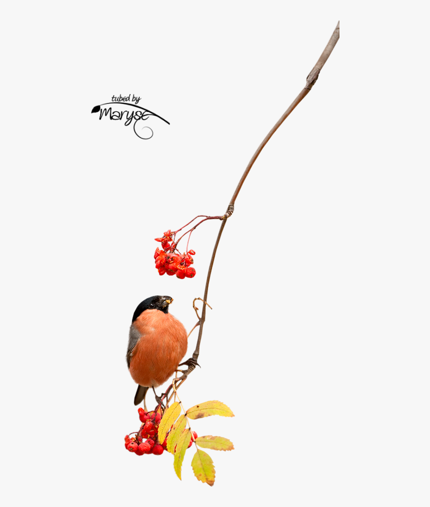 Autumn Spirits, HD Png Download, Free Download