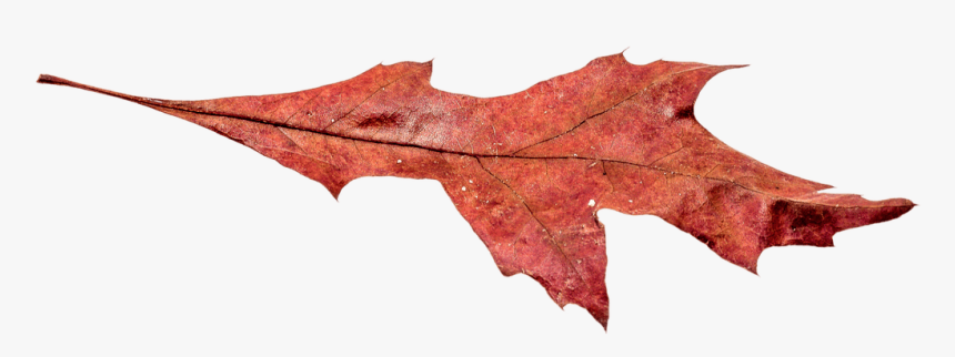 Autumn Broad Leaf Png, Transparent Png, Free Download