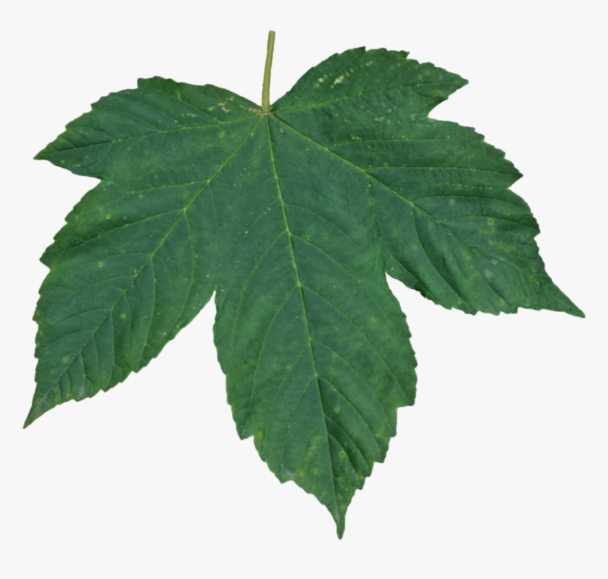 Green Leaves, HD Png Download, Free Download