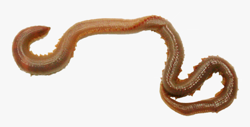 Earthworm Png Image With, Transparent Png, Free Download