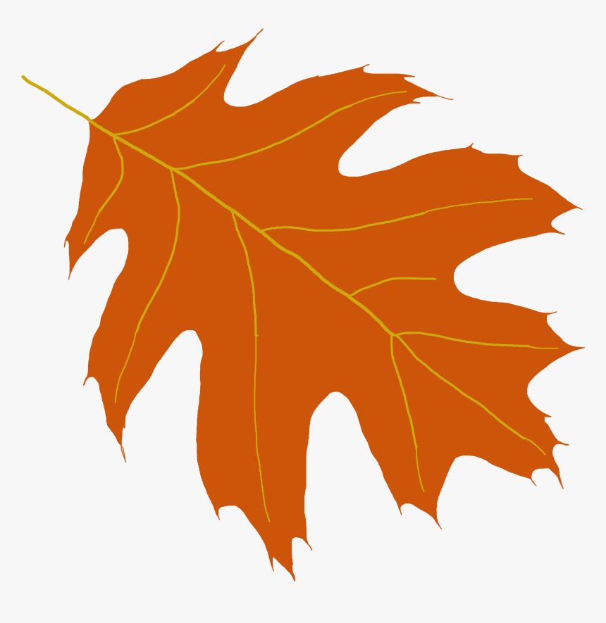 Clipart Leaf Oak Tree Maple Leaf-, HD Png Download, Free Download