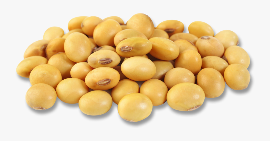 Soybean Png, Transparent Png, Free Download