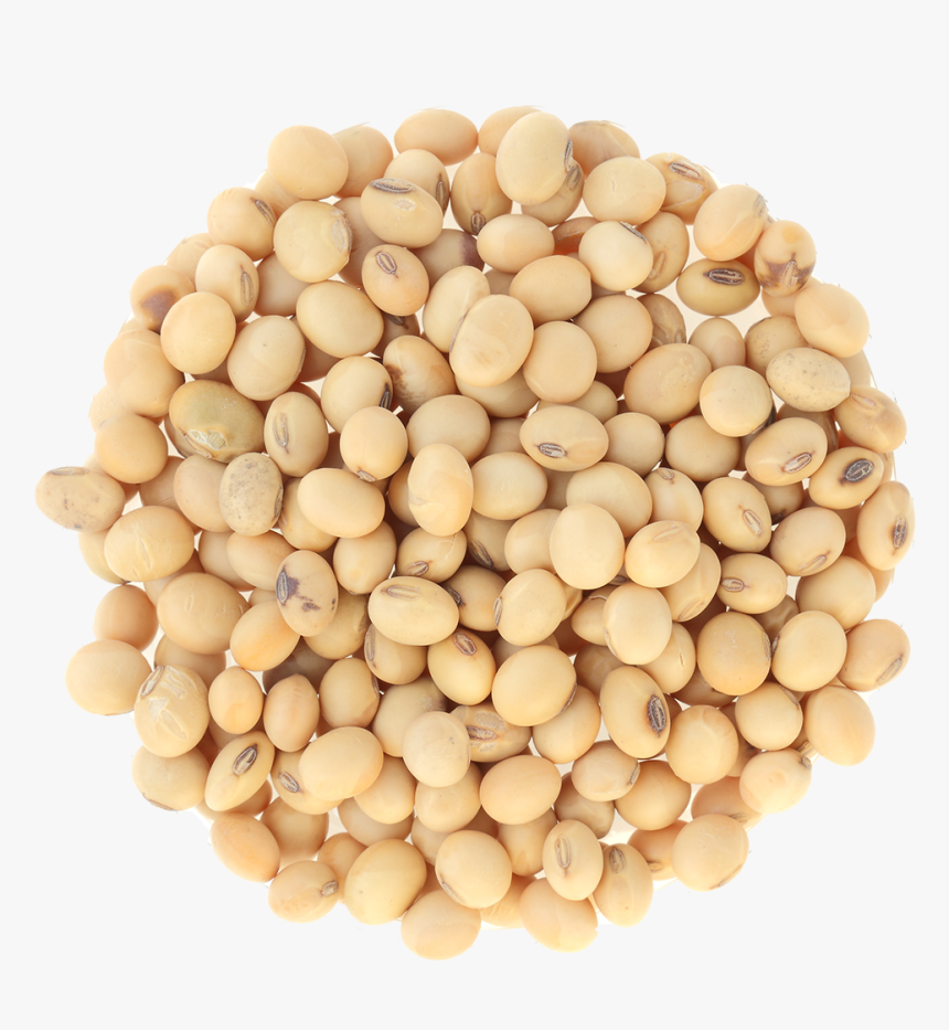 Soybean Png, Transparent Png, Free Download