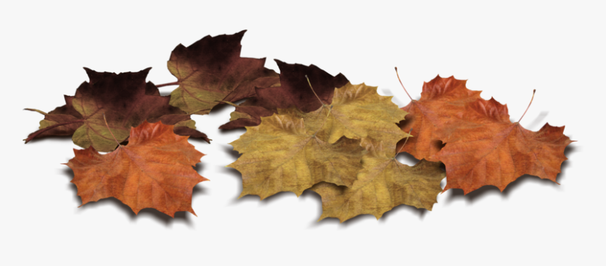 Autumn Pngs, Transparent Png, Free Download