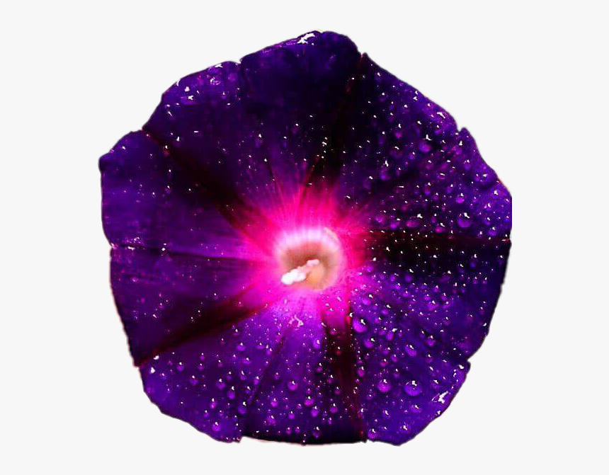Purple Pink Galaxy Flower Flowers Morningglory Beautifu, HD Png Download, Free Download