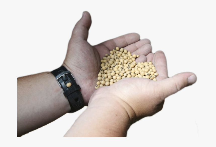 Soybeans Png, Transparent Png, Free Download