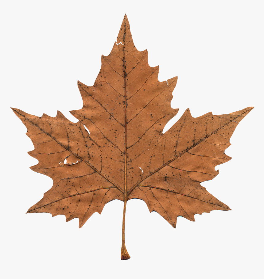 Canada Maple Leaf Png Transparent Images, Png Download, Free Download
