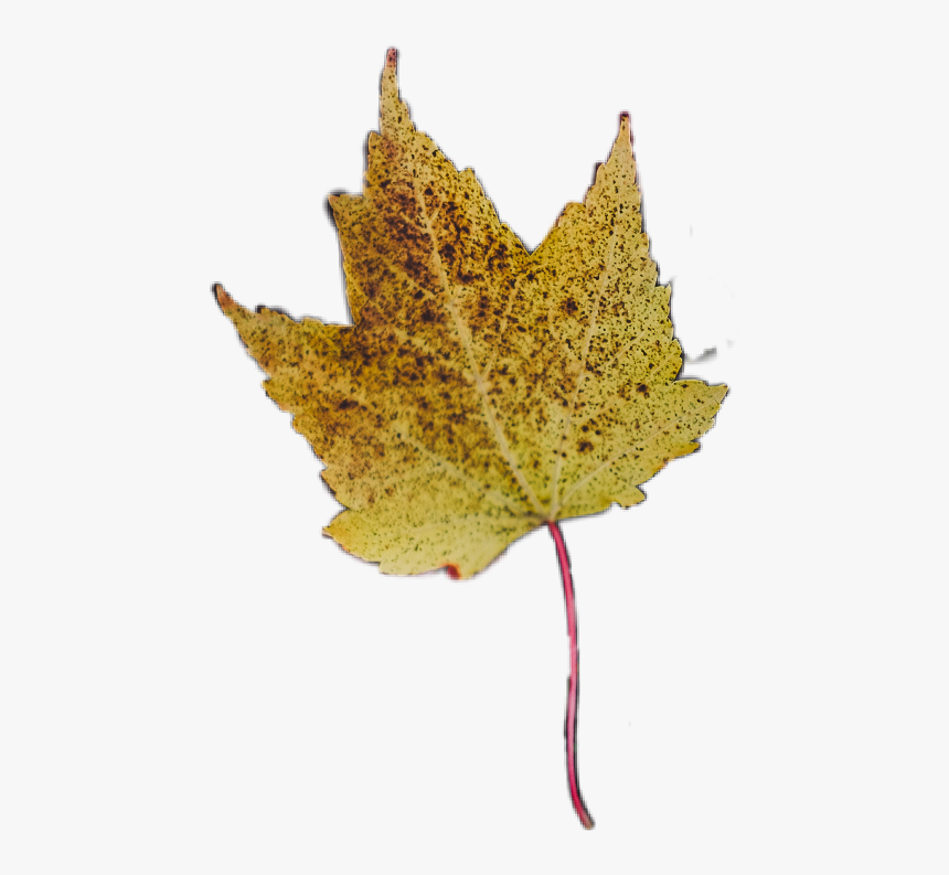 Autumn Pngs, Transparent Png, Free Download