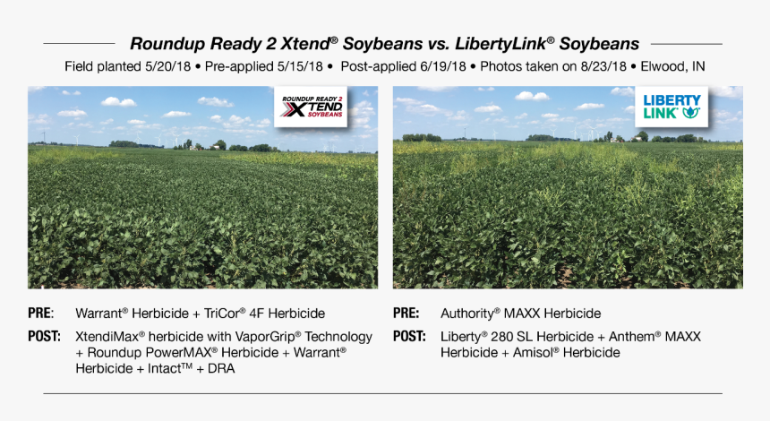 Soybeans Png, Transparent Png, Free Download