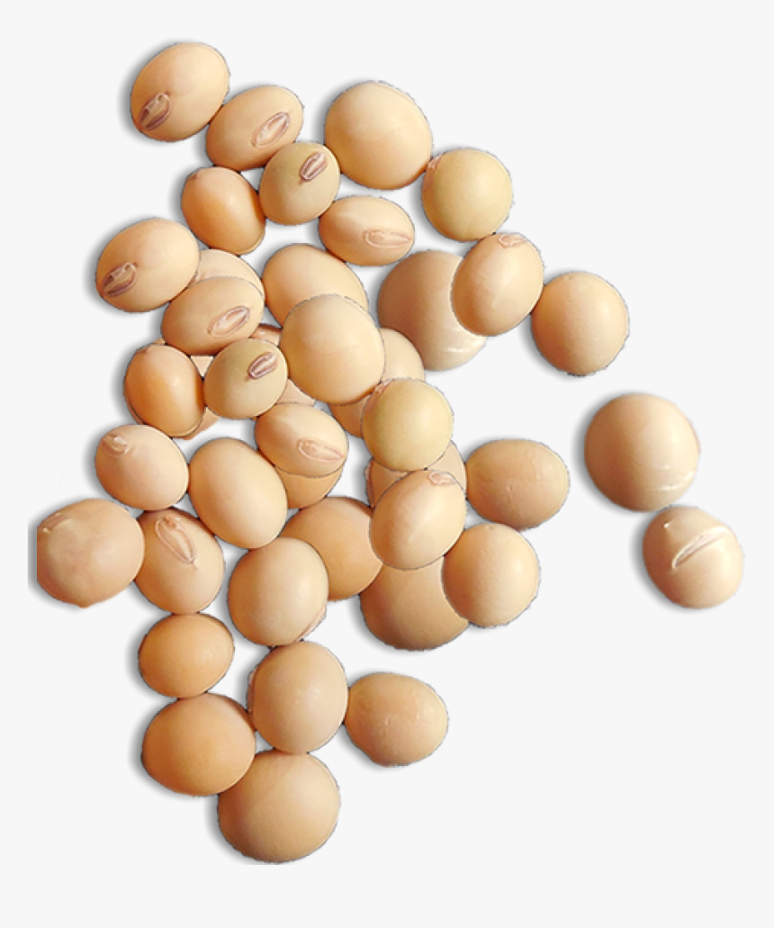 Soybeans Png, Transparent Png, Free Download