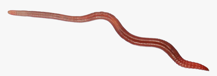 Transparent Earthworm Clipart, HD Png Download, Free Download