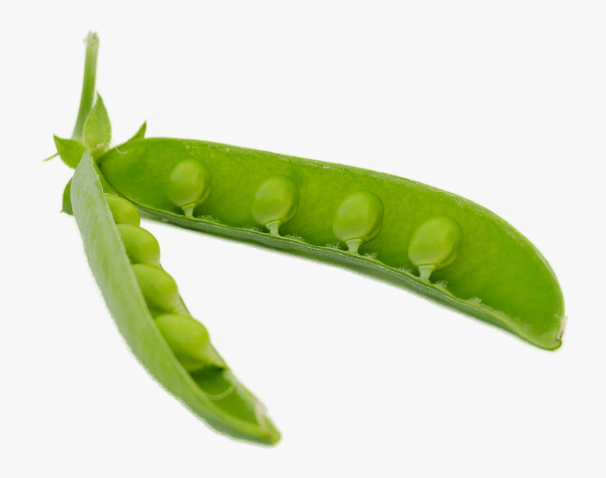 Soybeans Png, Transparent Png, Free Download