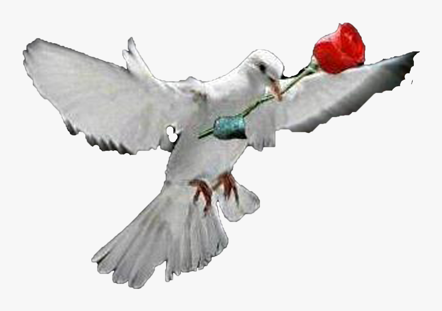 Dove With Rose Png - Shabbat Shalom My Love, Transparent Png, Free Download