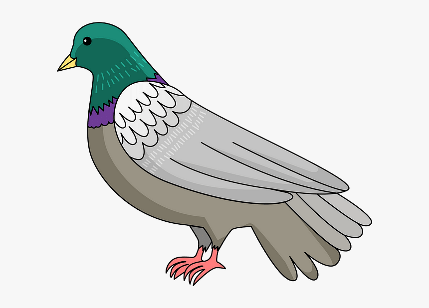 Stock Dove, HD Png Download, Free Download