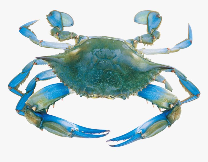 Transparent Blue Crab Clipart - Blue Sea Crab, HD Png Download, Free Download