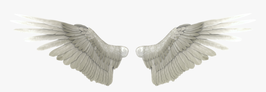 Angel Wings Png High-quality Image - Realistic Angel Wings Png, Transparent Png, Free Download