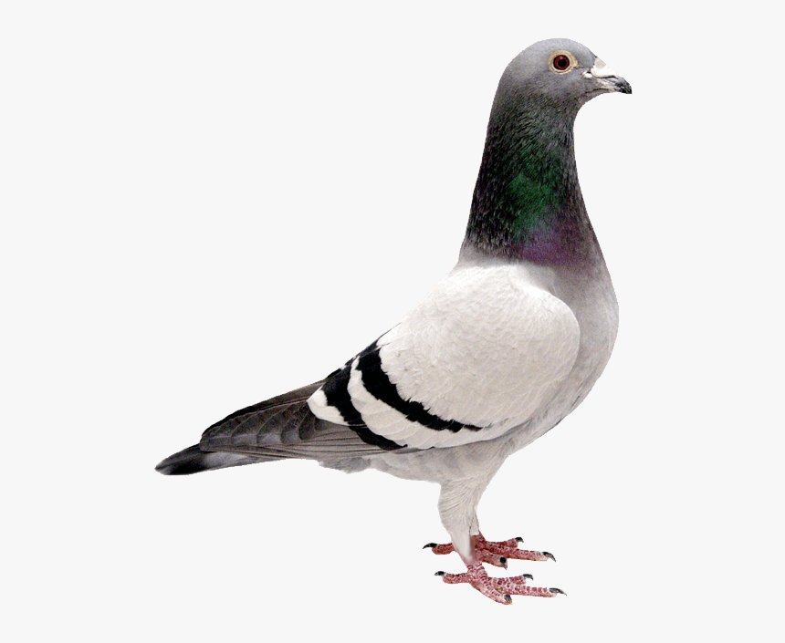 Pigeon Transparent Background, HD Png Download, Free Download