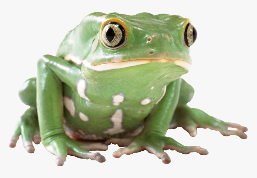 Transparent Frog Png, Png Download, Free Download