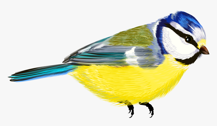 Bird Png - - Transparent Images Of Birds, Png Download, Free Download