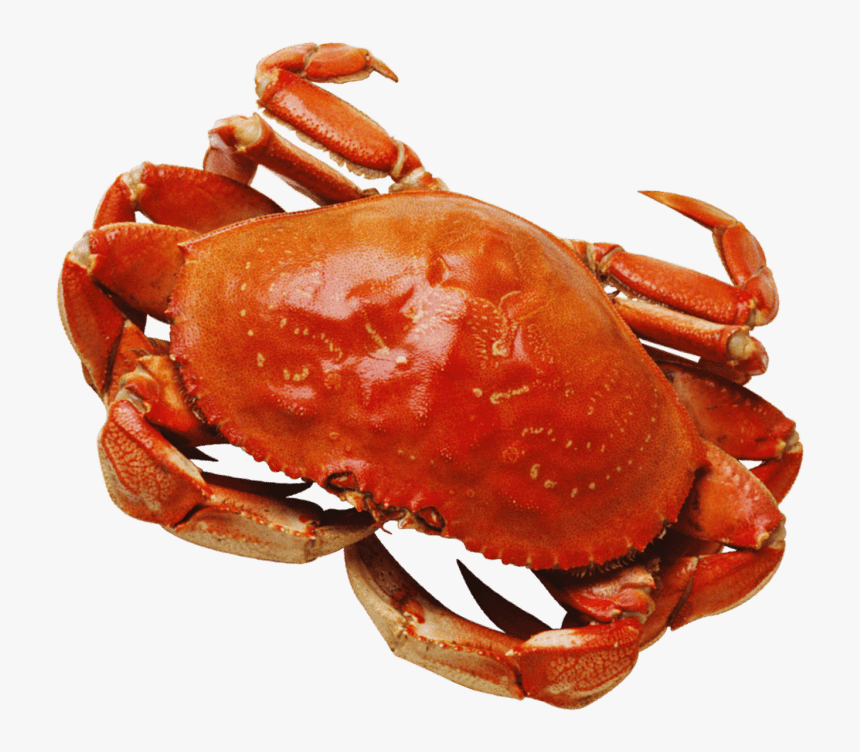 Crab Png Transparent Images - Crab Png, Png Download, Free Download