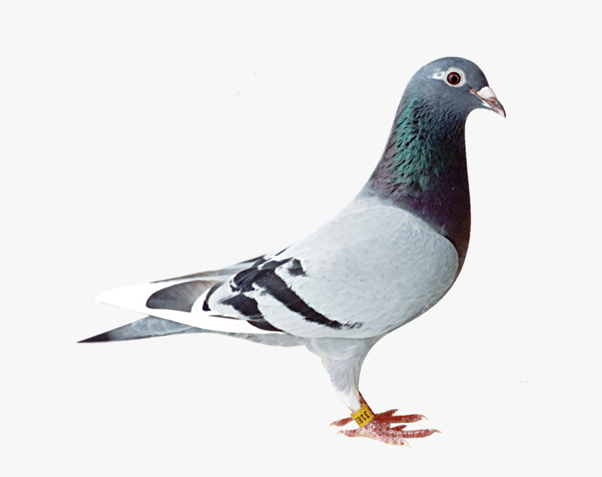 Old Line Racing Pigeon, HD Png Download, Free Download