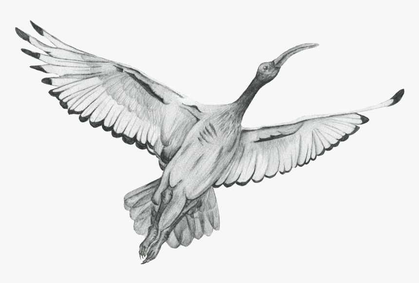 Ibis Drawing Sketch - Ibis Drawing, HD Png Download, Free Download