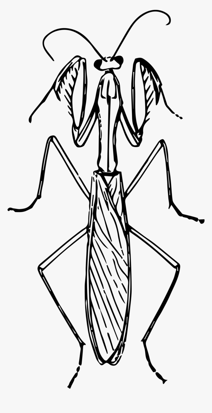 Clipart Praying Mantis - Praying Mantis Clipart Black And White, HD Png Download, Free Download