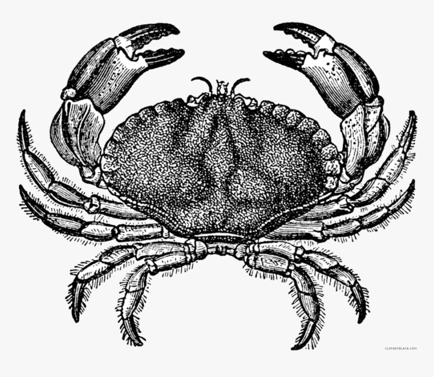 Drawn Crab Blue Crab - Vintage Crab, HD Png Download, Free Download