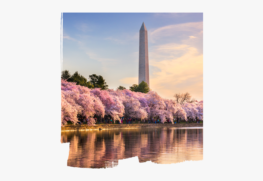 Cherry Blossom Dc 2019, HD Png Download, Free Download