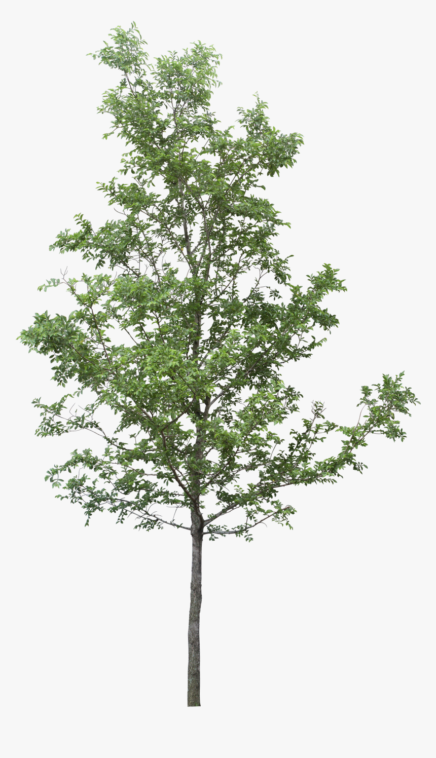 Tall Tree Png - Tree Png, Transparent Png, Free Download