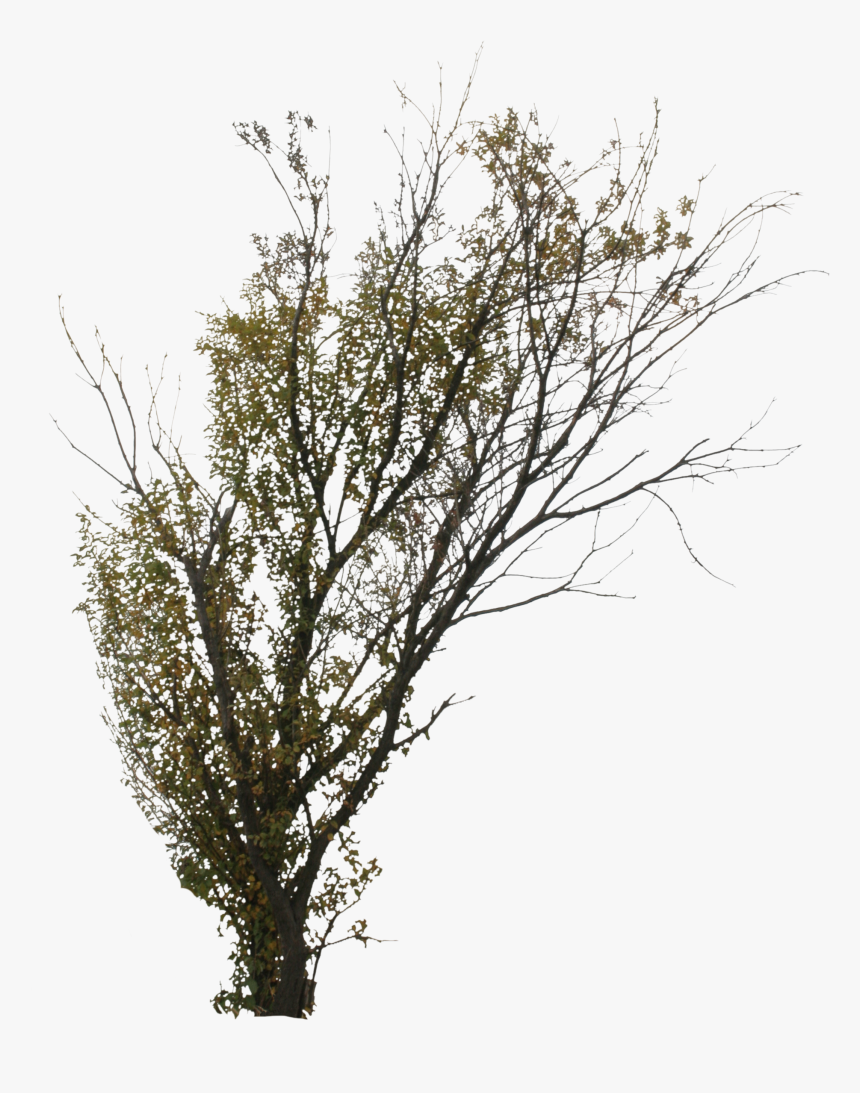 2d Trees, Autumn - Autumn Tree Fall Png, Transparent Png, Free Download