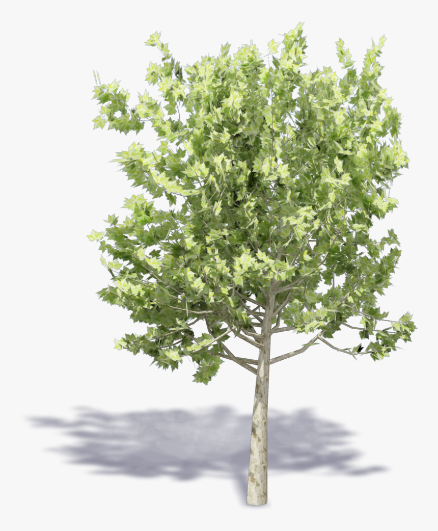 Plane Trees , Png Download - Tree 3d View Png, Transparent Png, Free Download