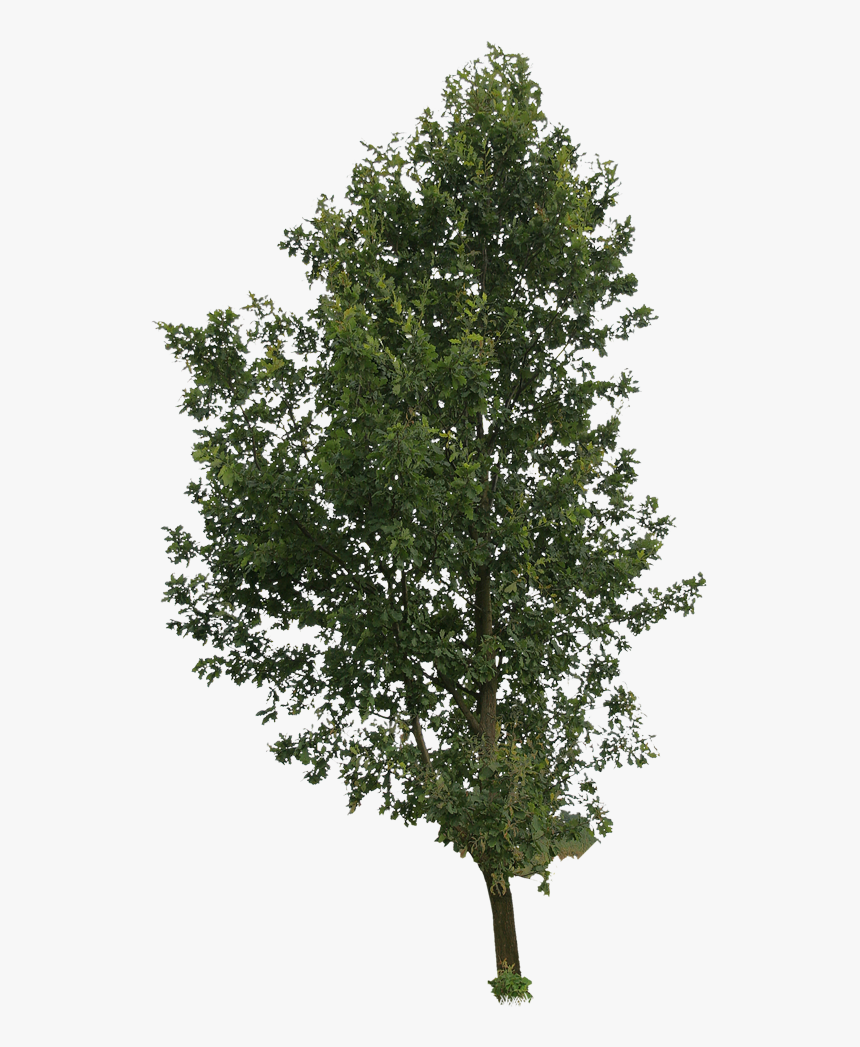 Tree Png Cut Out, Transparent Png, Free Download