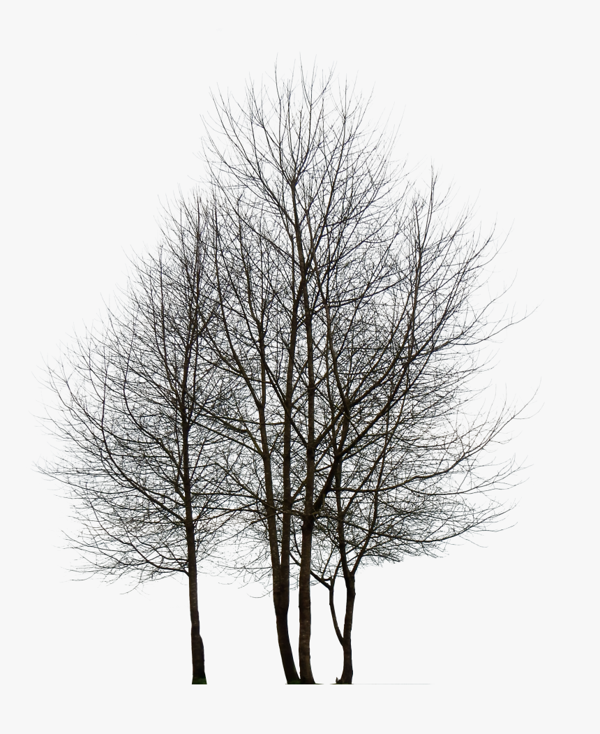 Black And White Tree Png, Transparent Png, Free Download