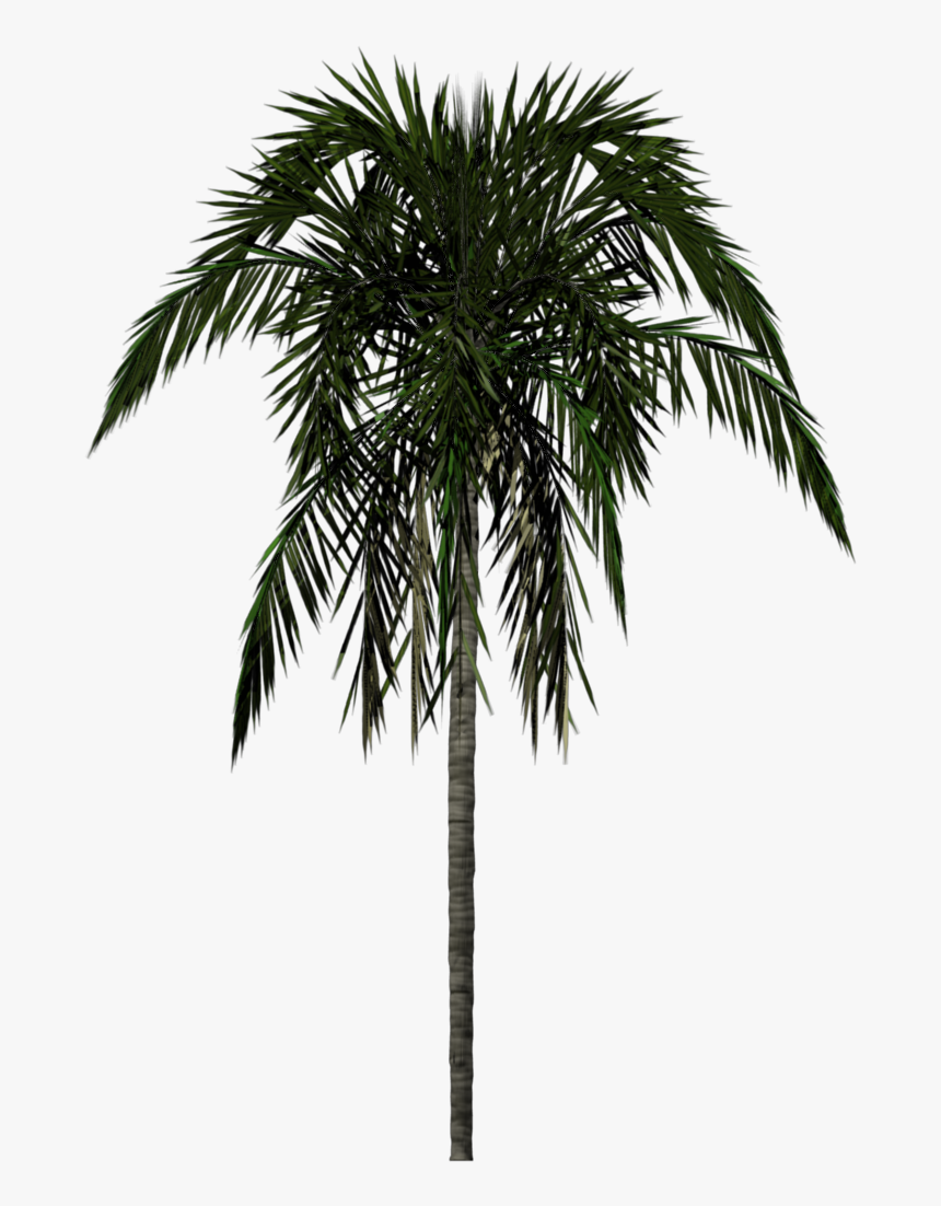 Palm Trees Render, HD Png Download, Free Download