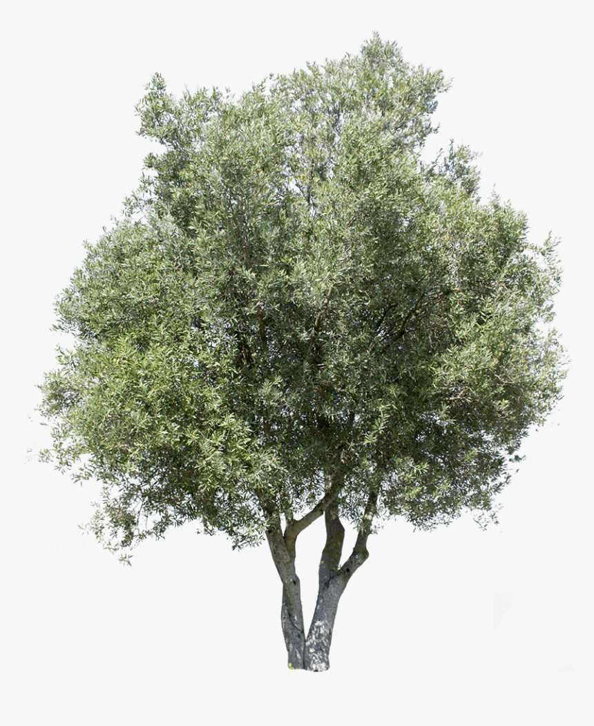 Transparent Birch Tree Png - Olive Tree Cut Out, Png Download, Free Download