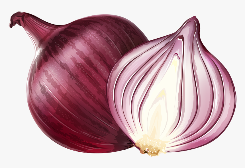 Red Onion Euclidean Vector Illustration - Red Onion Png, Transparent Png, Free Download