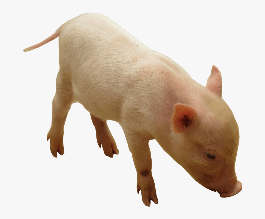 Piglet Png Image No Background - Transparent Background Piglet Png, Png Download, Free Download