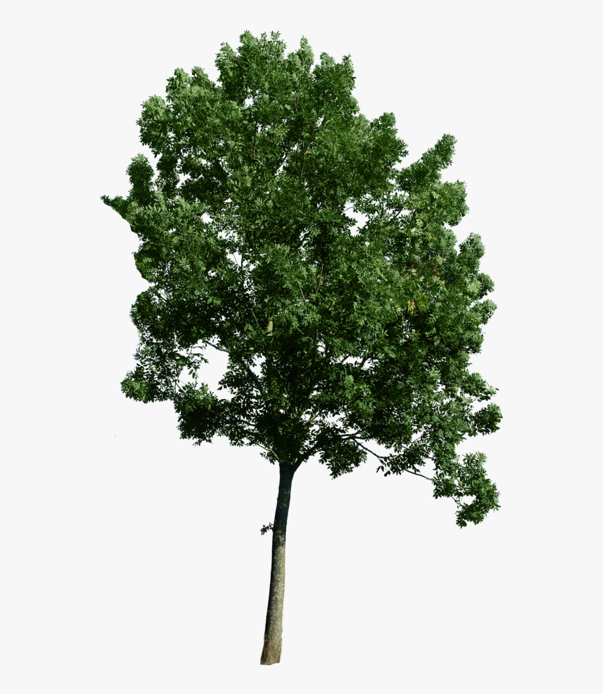 Hd Photoshop Trees Plan - Trees Png For Photoshop, Transparent Png, Free Download