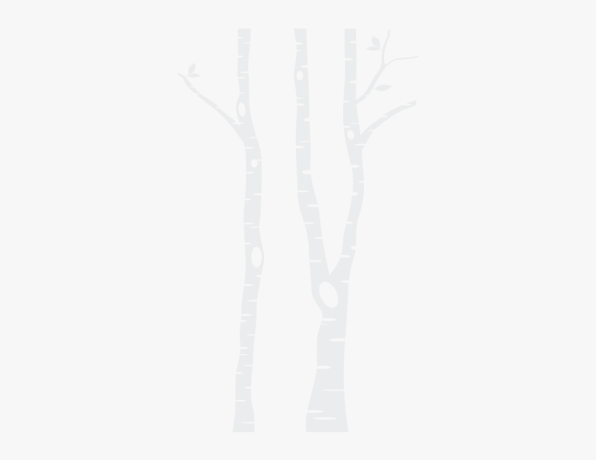 Birch Trees Png, Transparent Png, Free Download