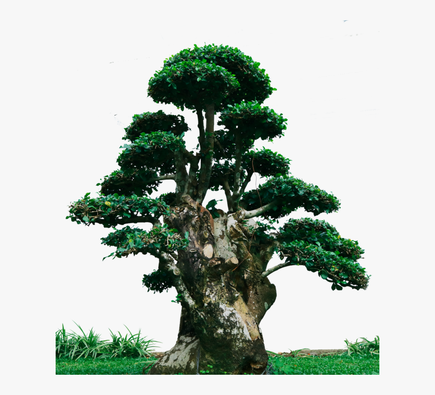Bonsai Png, Transparent Png, Free Download