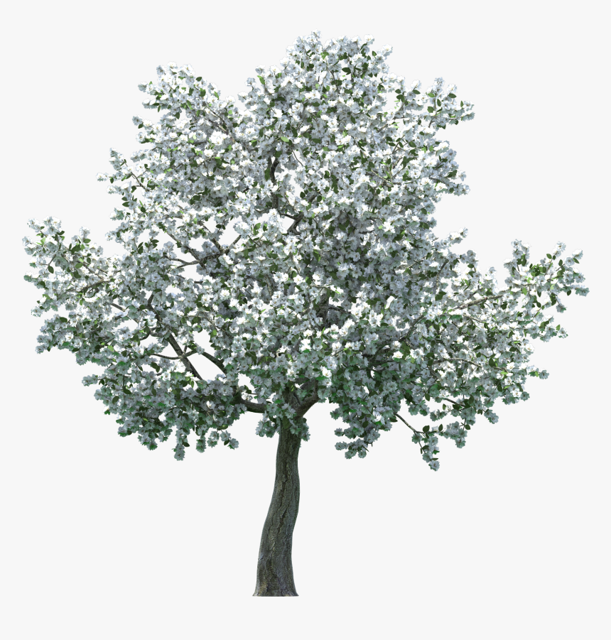 Tree Clipart Realistic Blossom - Apple Tree Png Transparent, Png Download, Free Download