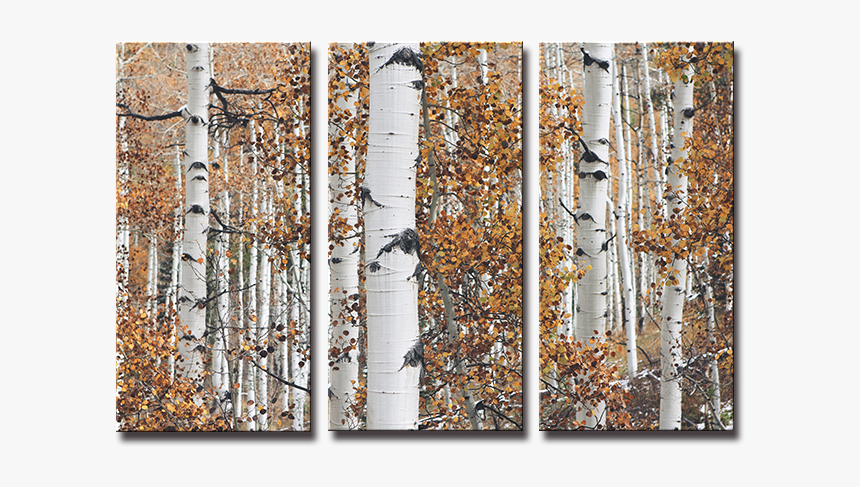 Birch Trees, HD Png Download, Free Download